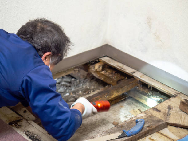 Best Crawl Space Mold Remediation in Northwest Harwinton, CT