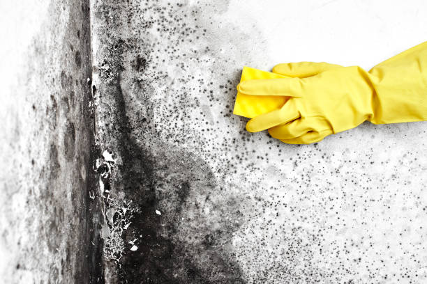 Best Localized Mold Remediation (e.g., coastal areas, humid climates) in Northwest Harwinton, CT