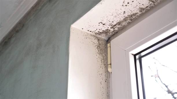 Northwest Harwinton, CT Mold Remediation Company
