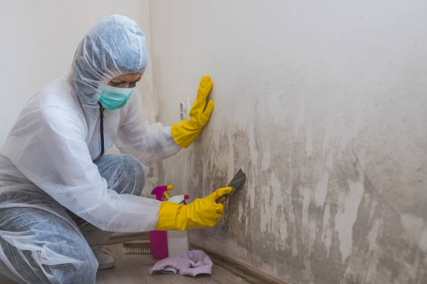 Best Insurance-Related Mold Remediation in Northwest Harwinton, CT