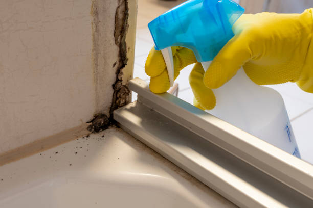 Best Post-Flood Mold Remediation in Northwest Harwinton, CT