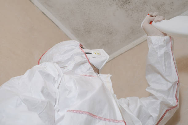 Best Residential Mold Remediation in Northwest Harwinton, CT