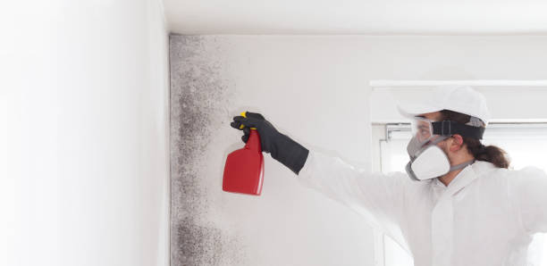 Best Residential Mold Remediation in Northwest Harwinton, CT