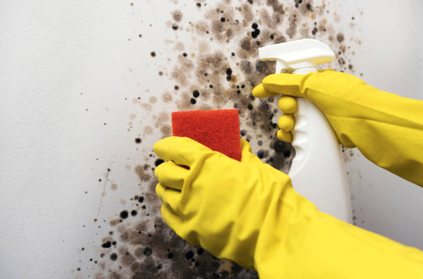 Best Black Mold Remediation in Northwest Harwinton, CT
