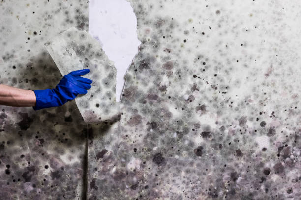 Best Insurance-Related Mold Remediation in Northwest Harwinton, CT