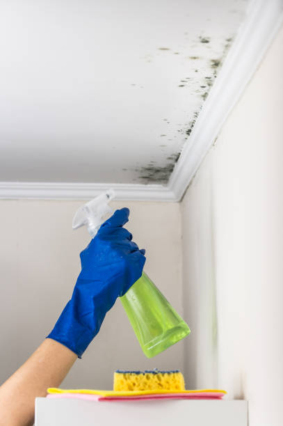 Best Residential Mold Remediation in Northwest Harwinton, CT