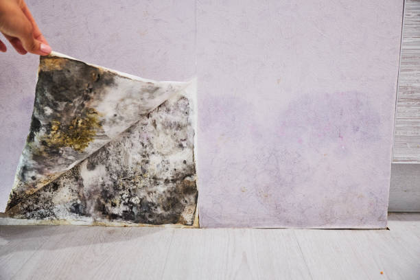 Best Kitchen Mold Remediation in Northwest Harwinton, CT